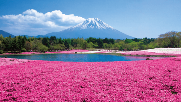 河口湖富士芝櫻祭4月中旬舉行 富士山下80萬株芝櫻！附前往方法
