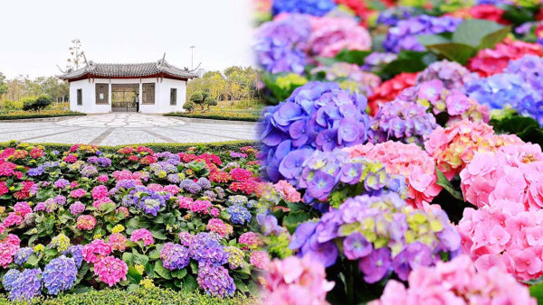 香港賞花2023｜上水北區公園彩色繡球花海盛開！打卡傳統白色庭院+4色鮮花（前往交通方式、花語一覽） 