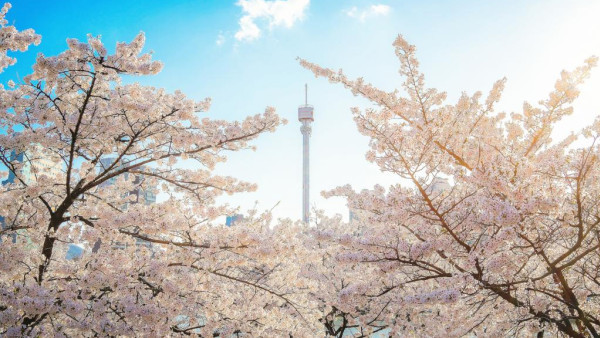 韓國櫻花2023 | 首爾賞櫻6大必去景點！汝矣島櫻花慶典/石村湖粉色隧道