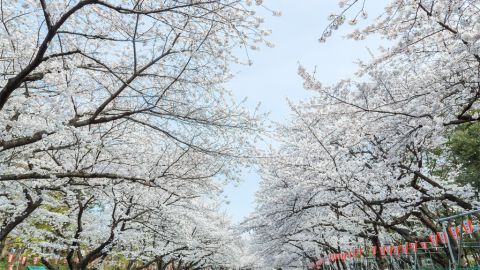 日本櫻花2023|9大東京都內絕美賞櫻地點！目黑川全國賞櫻地No.1！最佳賞櫻期＋交通方法