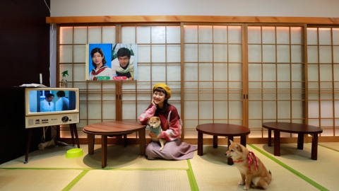 京都迷你豆柴 Cafe  探可愛度爆燈汪星人