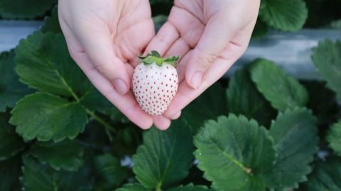 日本最貴士多啤梨　 奈良誕生