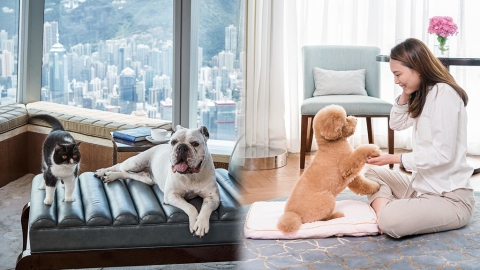 20間寵物友善酒店+Dogcation優惠 可帶貓狗入住！Pet-friendly Staycation推介