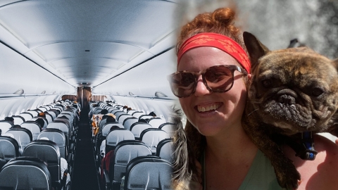 航空公司堅拒寵物出袋 3歲法鬥疑中暑焗死 主人怒告機組人員謀殺