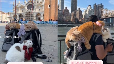 主人訓練貓星人外出一起「環遊世界」 扒在爸爸背上遊歷威尼斯、巴黎等地