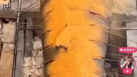 內地網紅搏出位食大白鯊遭拘捕 被踢爆屬國家二級保護動物